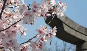 四季の花 大村市観光コンベンション協会